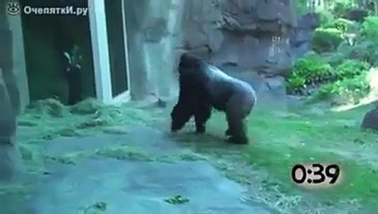 Animal Reaction When They See Child Very Funny Try not To Laugh