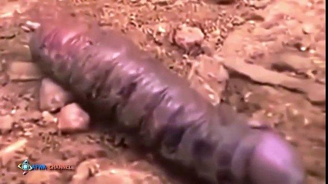 Inilah Video Penampakan Mahkluk Aneh Tapi Nyata Di Dunia 2016