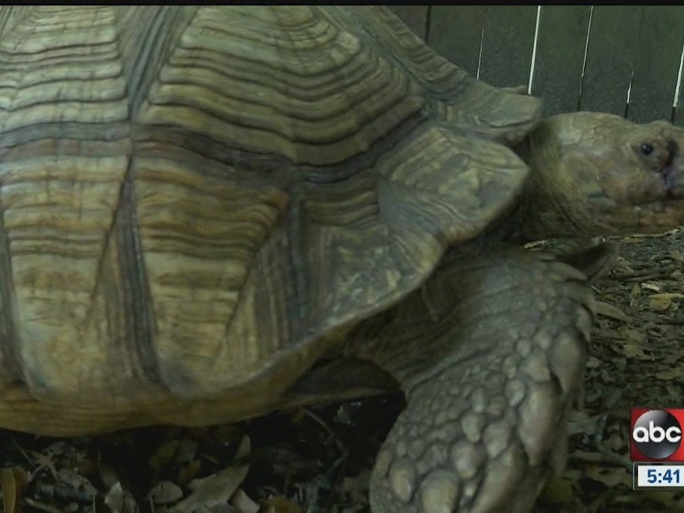 Tortoise missing for nearly 3 months returns home