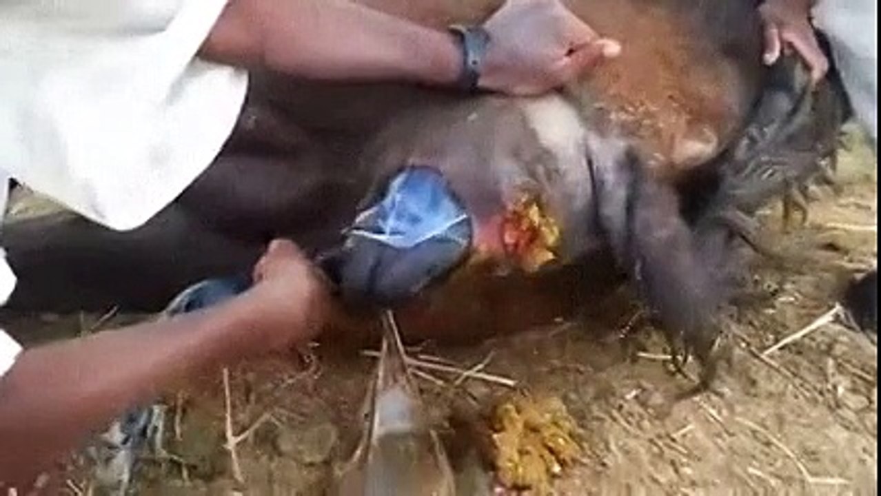 شاهد كيف تلد الناقة صغارها فى مشهد عجيب للغاية !!! سبحان الله