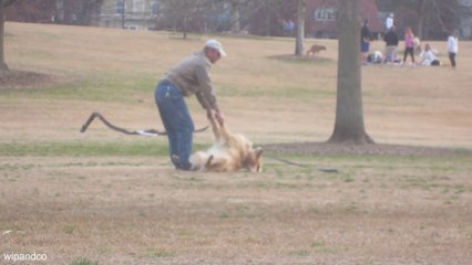 Golden doesn't want to leave the park