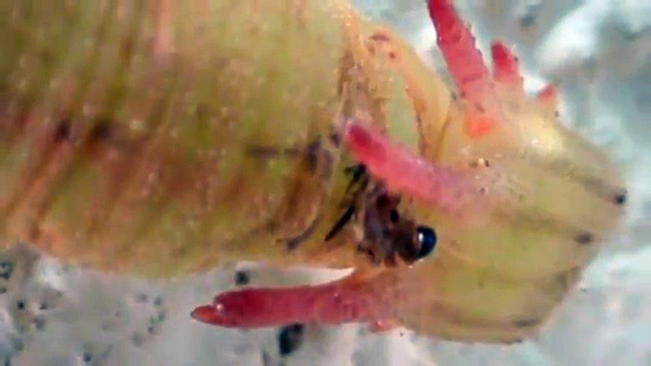 Lagarta Dragâo    -    Dragon Caterpillar        --    Lagarta desfoliadeira   --  Defoliator caterpillar   (Opsiphanes tamarindi)