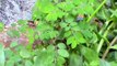 Plantas Medicinais -Plantes médicinales Quebra Pedra - (Phyllanthus niruri)
