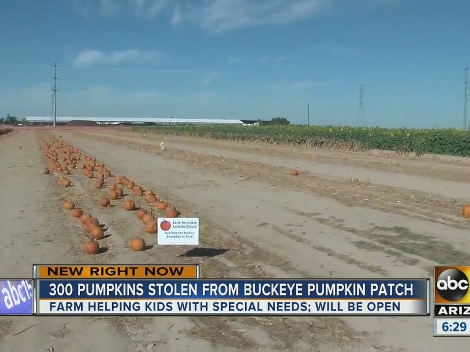 The hunt is on for the thieves who stole 300 pumpkins from Buckeye patch