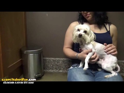 Güzel İnsanlar Tarafından Kurtarılan Sokağa Atılmış Köpeğin Hikayesi