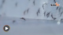 Nyamuk antivirus lawan Zika, denggi di Brazil