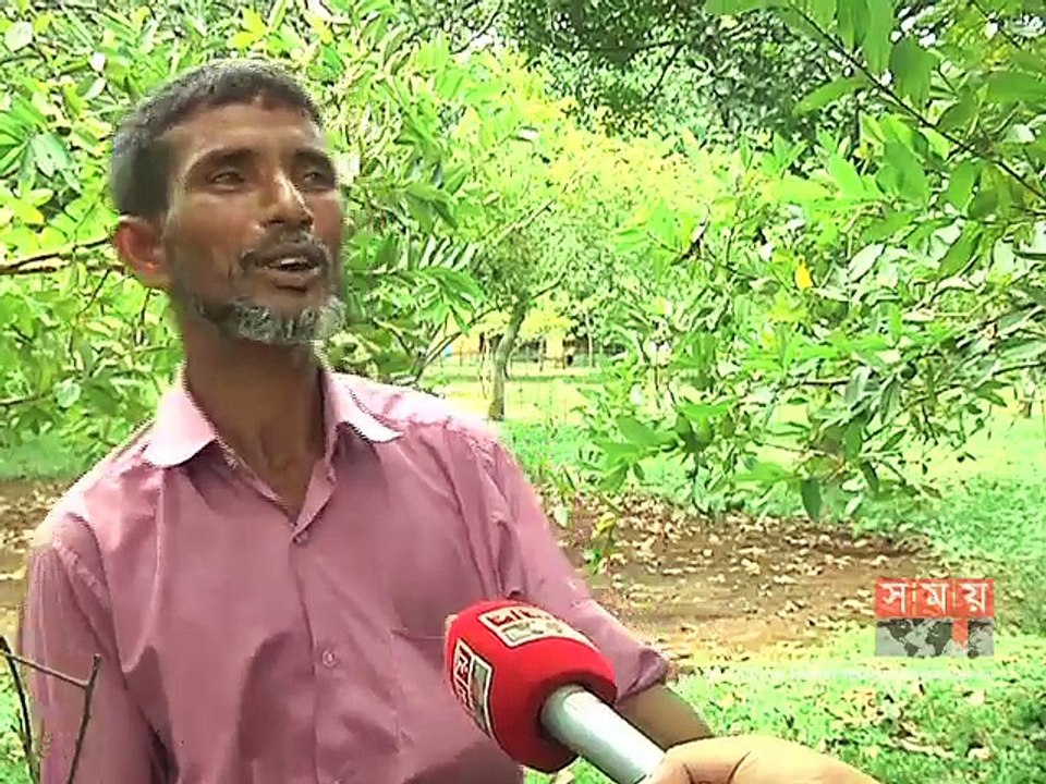 ব্রাহ্মণবাড়িয়ায় পেয়ারার বাম্পার ফলন