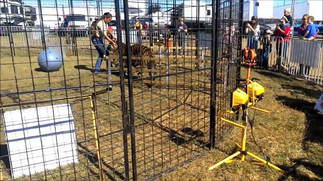 Tiger Drags Trainer Across Cage At Pensacola Interstate Fair