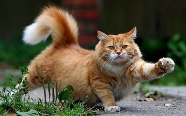 Bored And Angry Cats Compilation - Funny Videos 2016 - Laughinghive