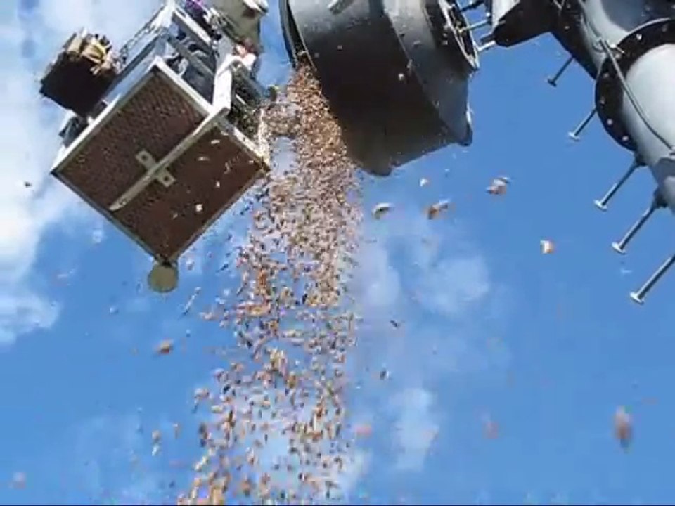 35kgs de glands cachés par un écureuil dans une antenne !