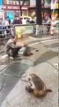 Crazy Monkey and Man Fight   Monkey Slaps Man   FUNNY VIDEO 2016