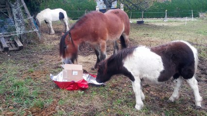 Naïs et le Hoofjack