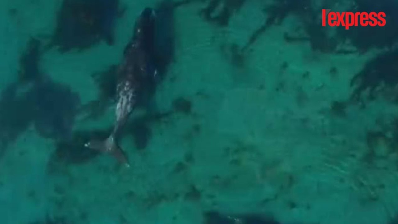 En Arctique, les baleines boréales vues du ciel