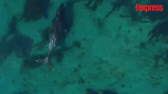 En Arctique, les baleines boréales vues du ciel