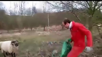 Wild Animals Attacks On Humans