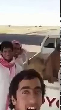 Freinds and camel Laughing