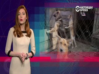 Приюты для животных Украины- Киев