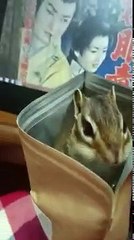 Un tamia dans un paquet de chips