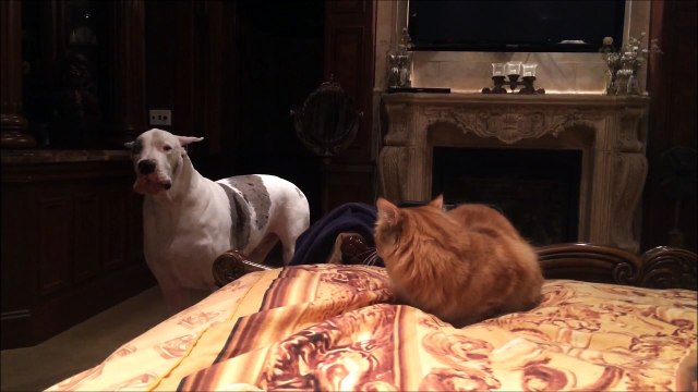 Quand tu te fais virer par plus fort que toi! Pauvre chat