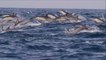 Le Sardine Run en Afrique du Sud : l'aventure sous-marine la plus magique