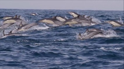 Le Sardine Run en Afrique du Sud : l'aventure sous-marine la plus magique