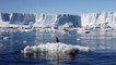 Antarktika'da dünyanın en büyük deniz koruma alanı oluşturuluyor