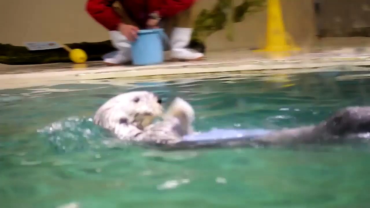 Loutre en mode Batteur de Rock! Aller, solo de batterie...