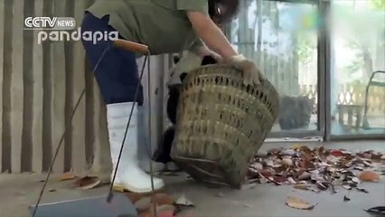 Pandalar Bakıcılarına Bakın Ne Yapıyorlar!