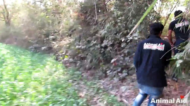 Wild dog suffocating in plastic jar rescued