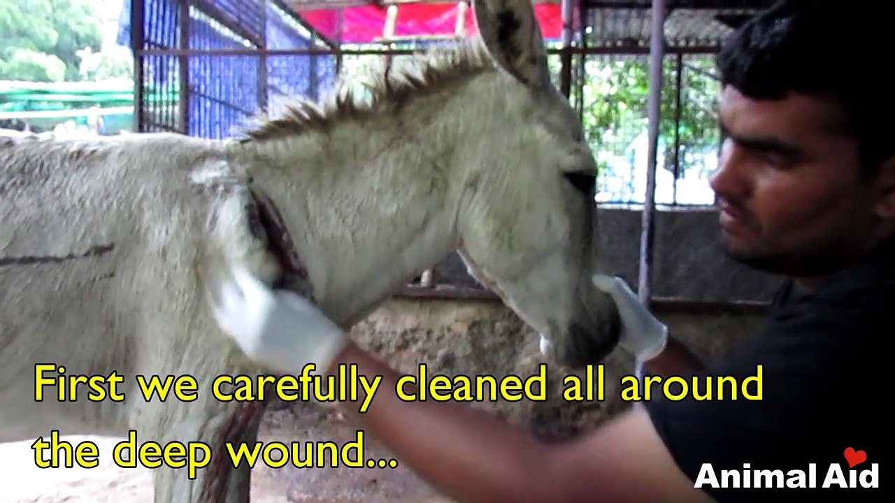 Wounded and bleeding donkey stranded on highway rescued