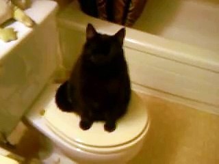 Big Beautiful Black Bombay Cat talking She's purrrrrfect