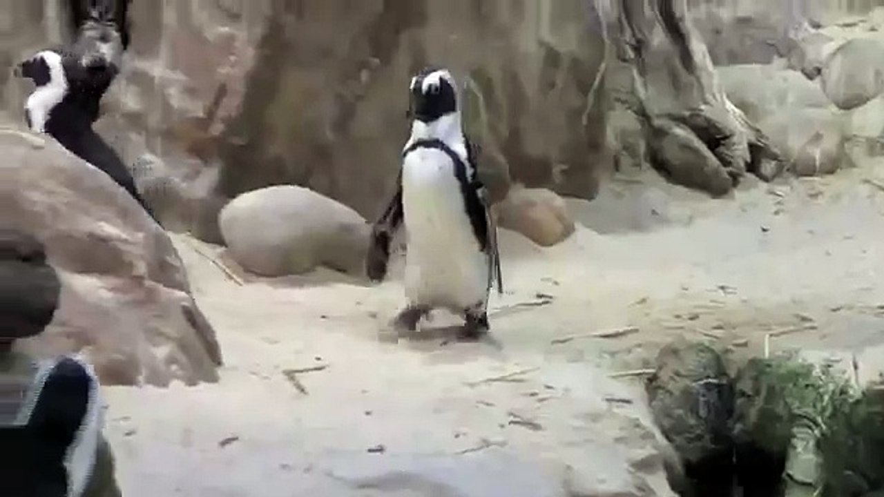 Bully Penguin Pushes Friend