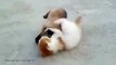 cutest street fighters kitten cat Puppy dog cute street fight