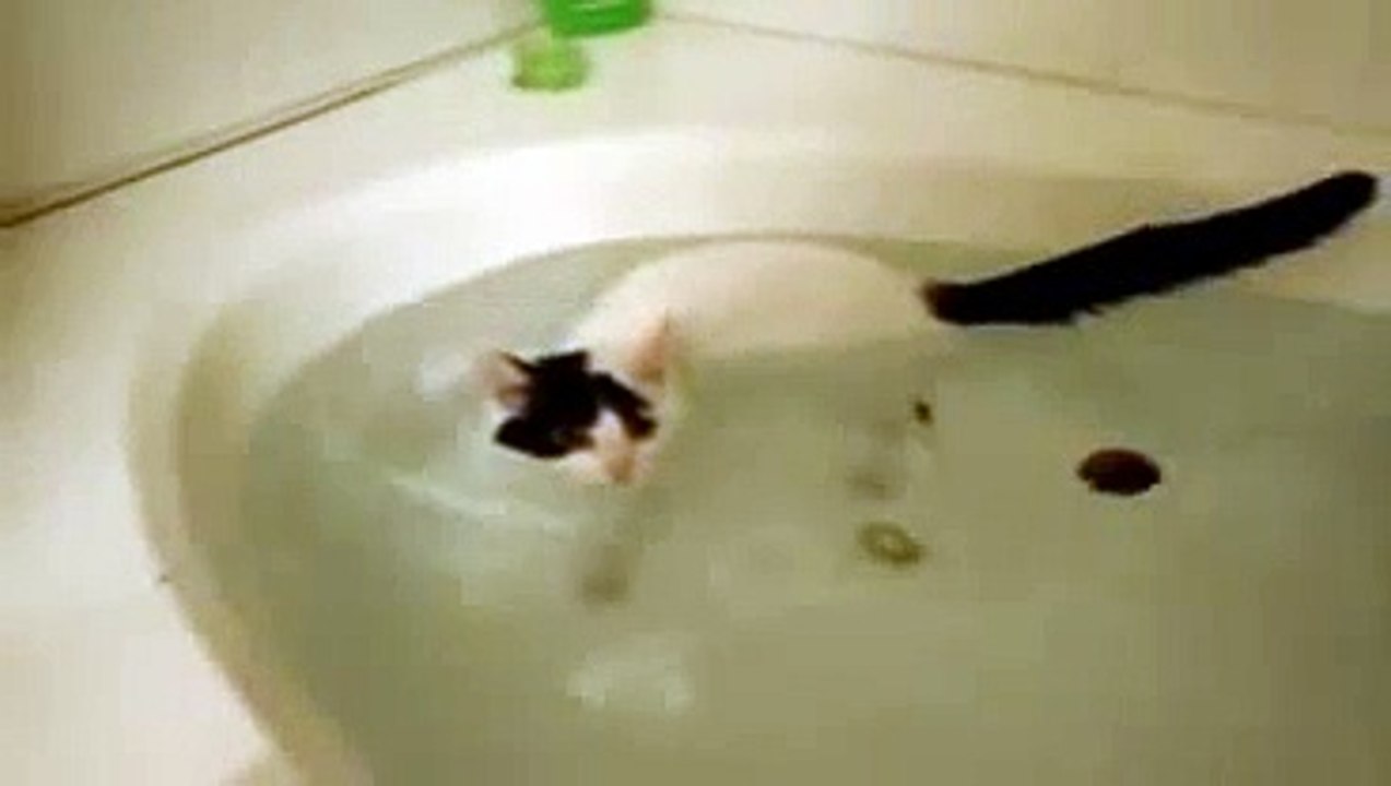 cat that likes water