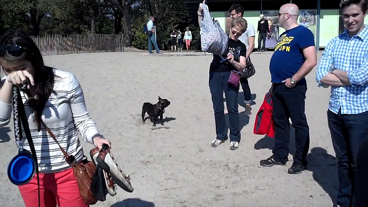 Day at the beach with 30 French Bulldogs