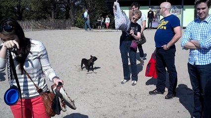 Day at the beach with 30 French Bulldogs