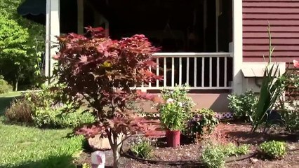 Deer Fawn Rescue in Chester County, Pa