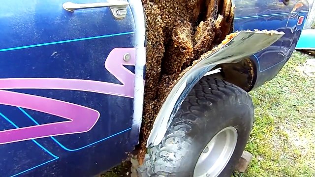 Cet homme devait rénover un vieux tracteur lorsqu’il a ouvert l’engin, il s’est retrouvé face à son pire cauchemar !