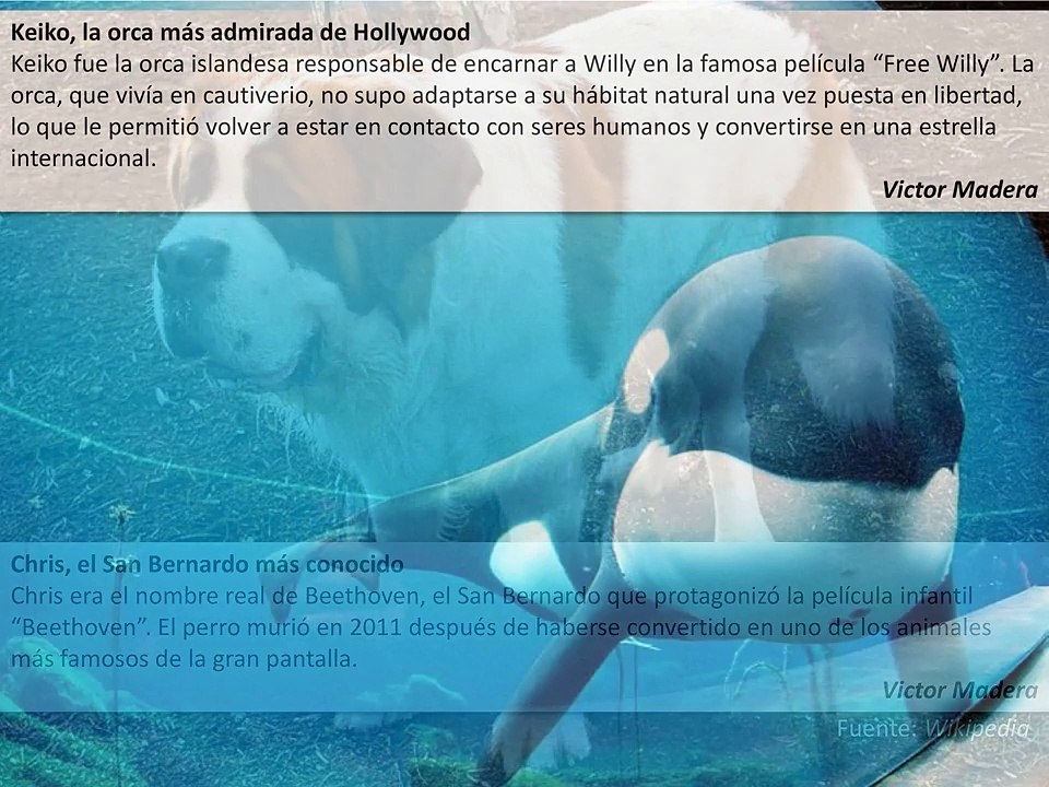 Los 5 animales más famosos by Victor Madera