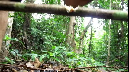 Primitive Technology Stone Adze  Dailymotion