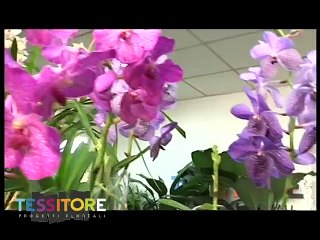 Tessitore Progetti Floreali - Spot Pubblicitario - Frignano