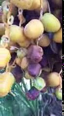 Serpent caché entre les dates snake hidden between