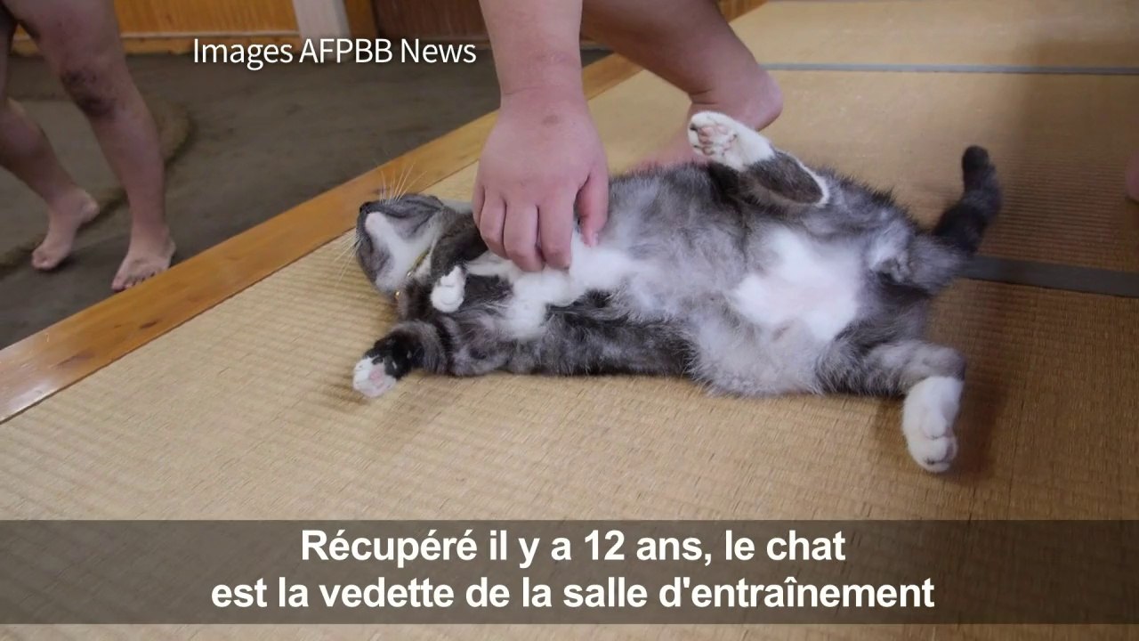 Insolite: le matou Moru, meilleur ami des sumos japonais