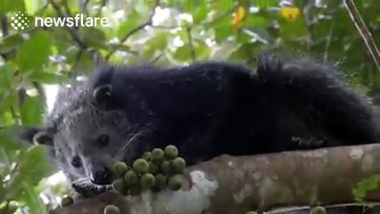 Binturong in tree in Khao Kai National Park