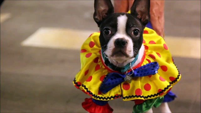 Les clowns tueurs vont trop loin !