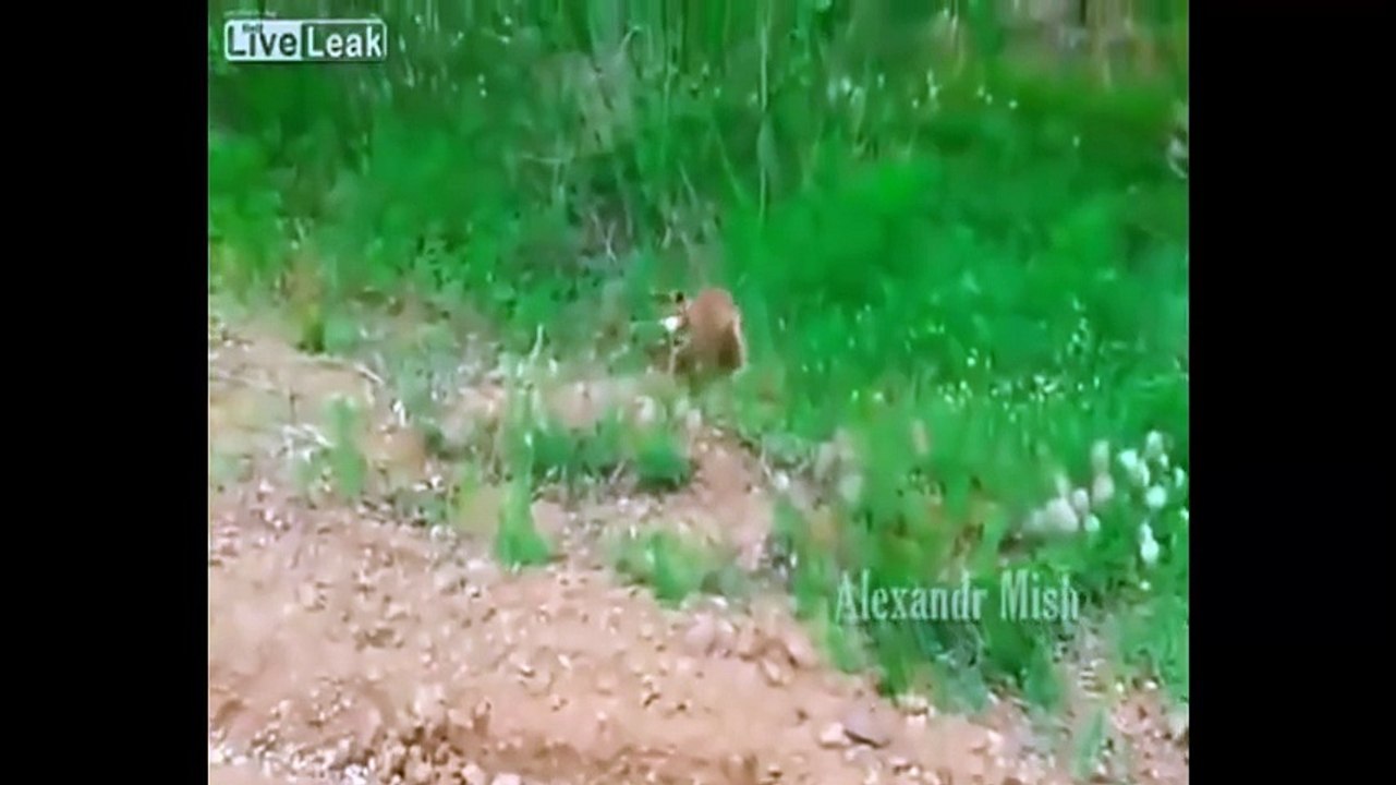 Real Life Heroes ★ When people help animals