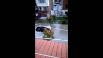 PA KOMENT: Reshje të dendura shiu në Durrës, përmbyten rrugët - Top Channel Albania - News - Lajme