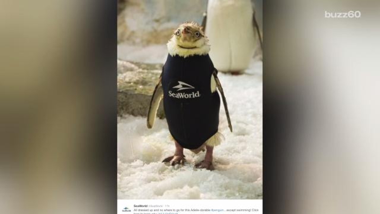 Featherless Penguin Warms Up With Adorable Tiny Wetsuit