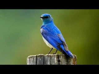 Borce Naumovski Ministerot - Plava ptico