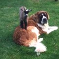 Saint Bernard befriends orphaned baby goat